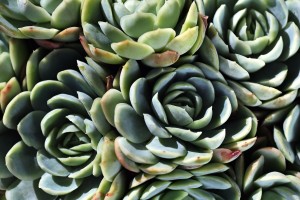 Succulent World